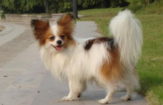 蝴蝶犬养的人这么少，是什么的原因呢？