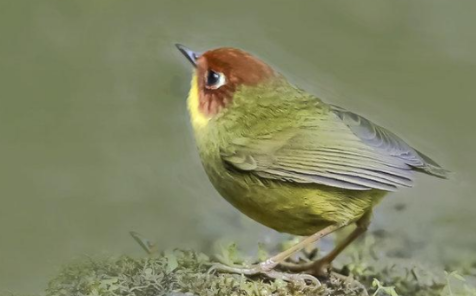 绿尾地莺：真像童话里飞出的夜莺