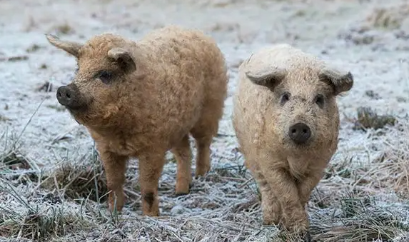 快来了解一下，林肯郡卷毛猪怎么繁殖？