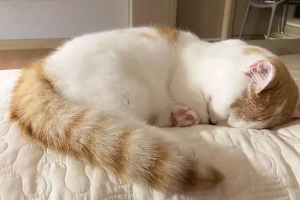 猫咪能吃太多零食吗？天天吃零食，会有这些危害