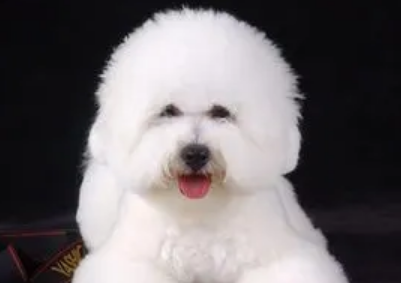 比熊有泪痕的原因，一起来了解下吧！