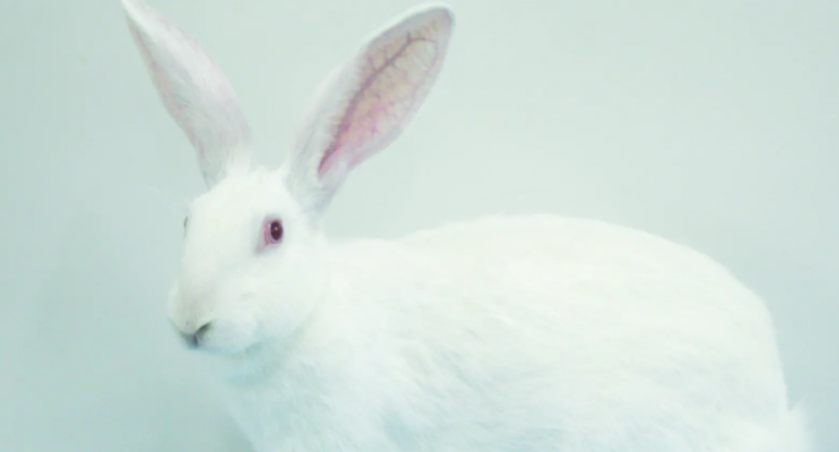 大耳白兔哪里有卖？渠道如下！