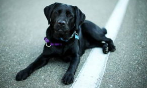 想要给黑色狗狗取霸气的名字？这里有大全~