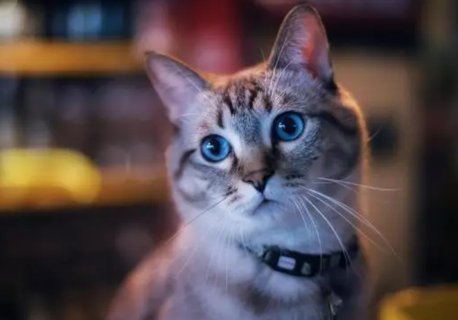 教你如何给猫咪选择猫粮，快来看看吧