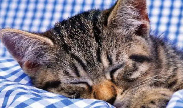 猫咪需要猫窝，买不买并不是价钱的问题