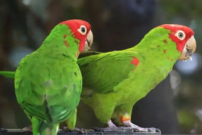 红面具锥尾鹦鹉怎么分辨雌雄？方法其实很简单！