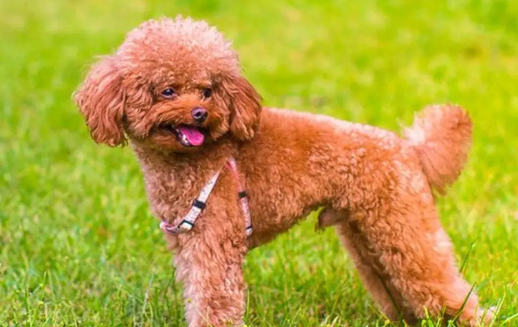 七个月泰迪属于什么期？不清楚的快来看看！