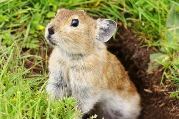 青海田鼠生病了怎么办？解锁这几招还你一个健康小可爱