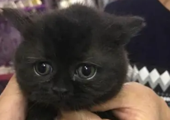 英短黑鼻子正常吗？各位快来看看