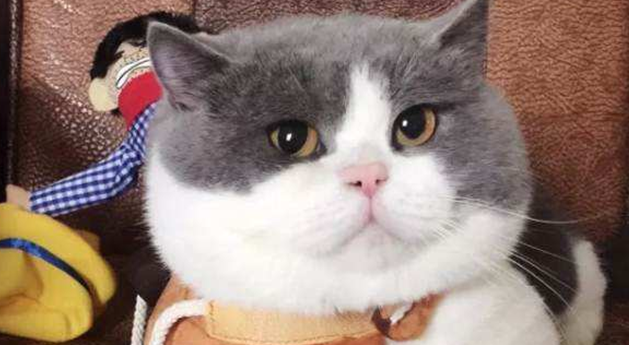 蓝猫跟英短猫有区别吗？来瞧瞧