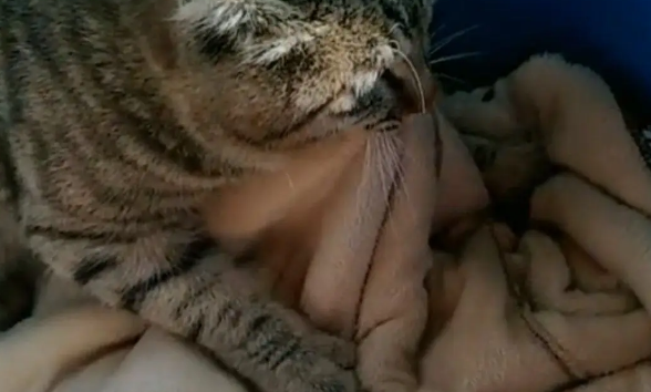 猫咪为什么咬着被子来回踏脚？原来是在踩奶