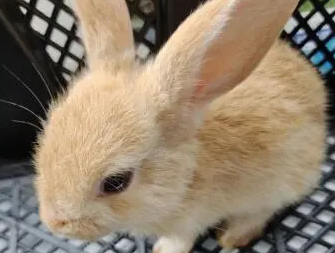 兔子爪子毛发黄怎么清洁，主人不能错过