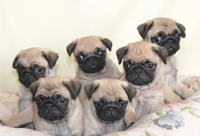 巴哥犬多大能听懂人话呢？来看看这篇文章