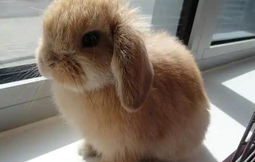 垂耳兔很凶怎么办?宠主来看看该怎么改善吧~ 垂耳兔很凶怎么办?宠主来看看该怎么改善吧~