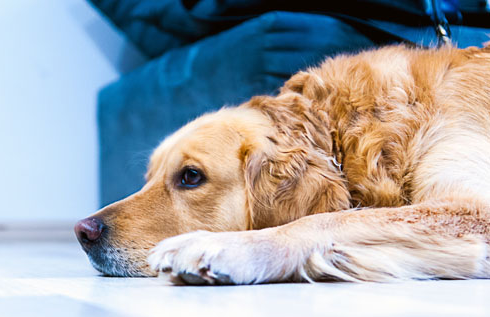 金毛认主会有何表现，快来看看吧~