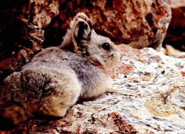 伊犁鼠兔人工饲养的方法,你知道吗? 伊犁鼠兔人工饲养的方法,你知道吗?