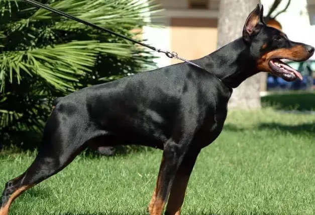 杜宾为什么几乎没人养的原因在这！