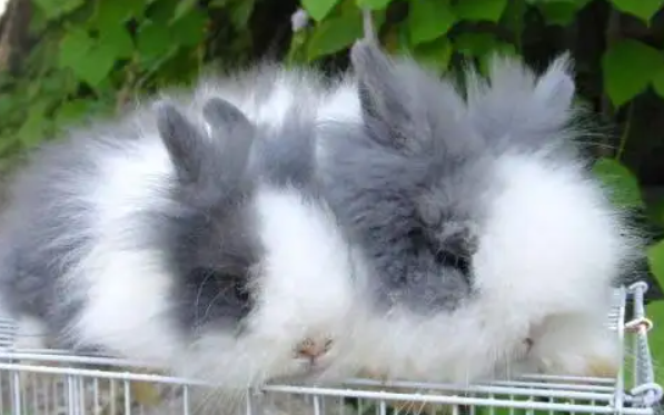 你们认为喜马拉雅兔好看还是道奇兔好看？