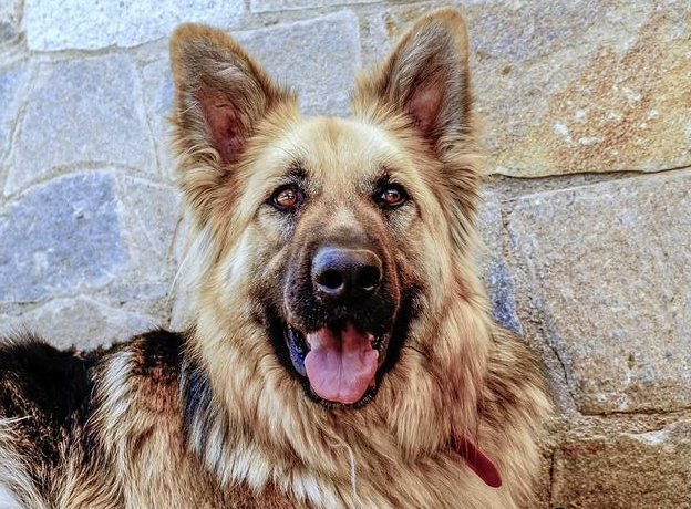 优质宠物代母乳羊奶粉品质如何？盖夫金冠用数据说话 