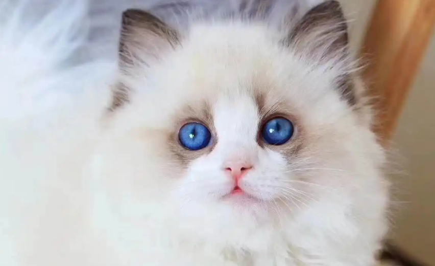 知道为什么布偶猫母的比公的贵吗？这篇文章告诉你