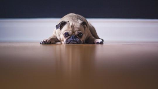 狗狗有隐睾怎么办，会对狗狗有什么影响？