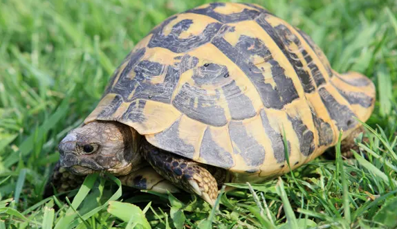 想知道不同乌龟可以一起养吗？看这里