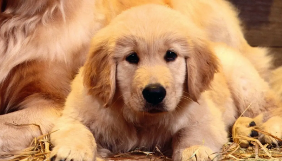 狗会认几公里的路？这篇文章告诉你