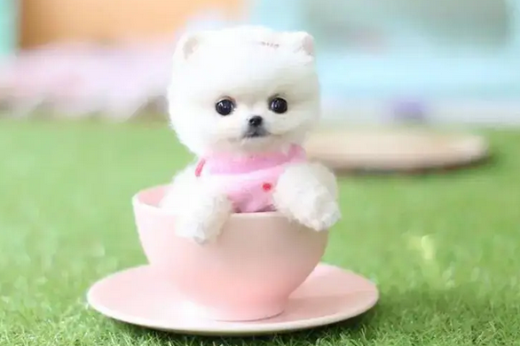 娇小可爱的茶杯犬真的好养吗？