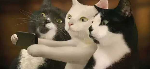 猫咪购买抱养“官网”2021年派摩养猫攻略成都重庆 猫咪购买抱养“官网”2021年派摩养猫攻略成都重庆