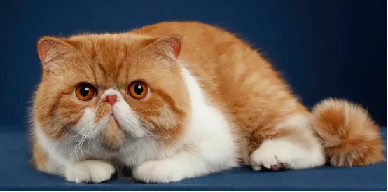 还不了解加菲猫是什么品种的猫?这篇文章一定要看看! 还不了解加菲猫是什么品种的猫?这篇文章一定要看看!