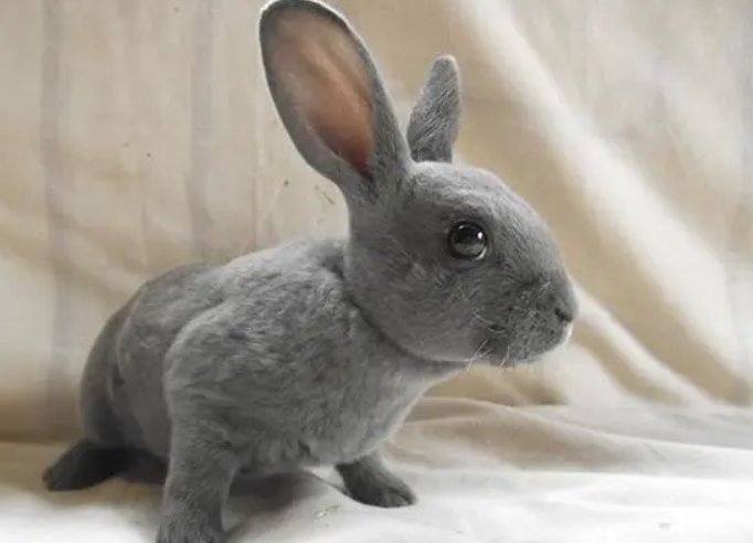 迷你雷克斯兔能活多久，来瞧瞧吧