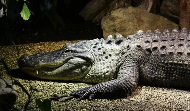 鳄鱼肉会不会有新冠病毒？解答来了