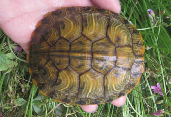 黄腹滑龟可以和鱼一起养吗？这里有答案！