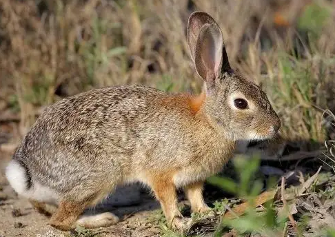 不清楚华南兔多少钱？此文有答案