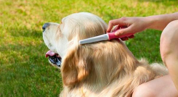 怎么帮狗狗除蚤?天然疗法和食疗法你需要get一下 怎么帮狗狗除蚤?天然疗法和食疗法你需要get一下