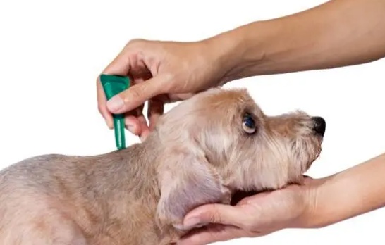 选择比利玛格 高品质狗粮更健康