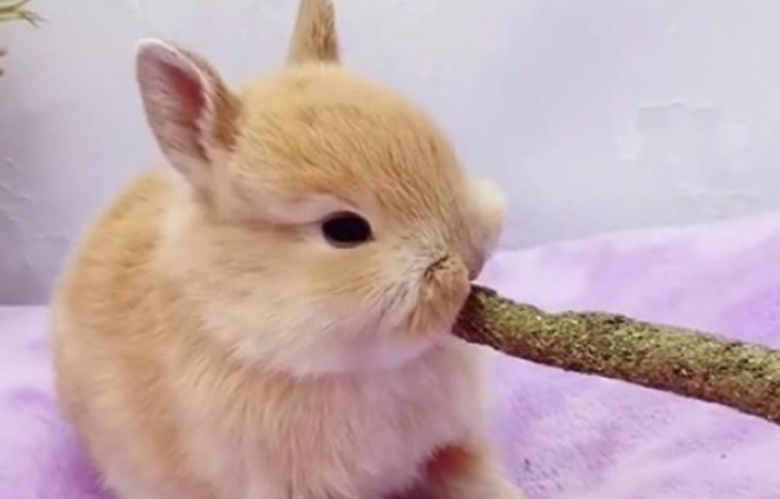 垂耳兔和侏儒兔哪个更聪明，看这就知道了！