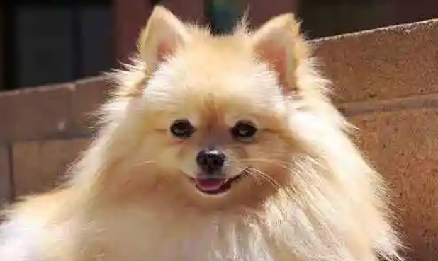 博美犬的性格及脾气到底如何？铲屎官们要注意咯