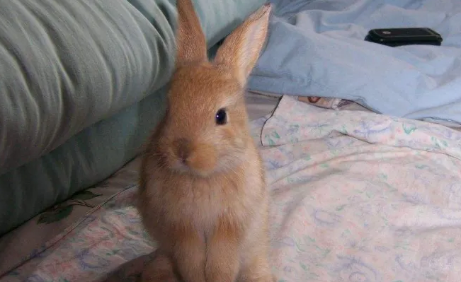 太行山兔寿命多长，取决于你怎么养