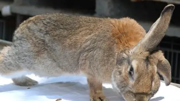 塞北兔价格多少？想买的人看看吧