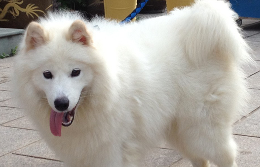 给白色的公小狗取名字，宠主必知！