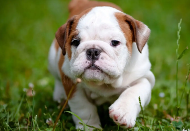 斗牛犬为什么被禁养？原因在这里！