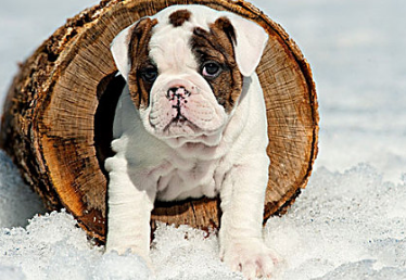 警惕这几种表现！出现时，说明该换狗粮了