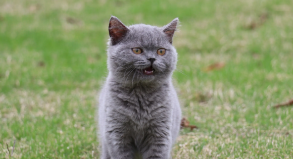 蓝猫品相好的特征有哪些？来看看吧