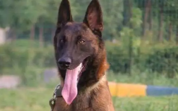 挑选马犬幼犬的简单小窍门都在这里，快来看！