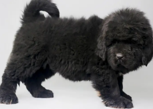 分辨纯种藏獒很难？其实很简单的~