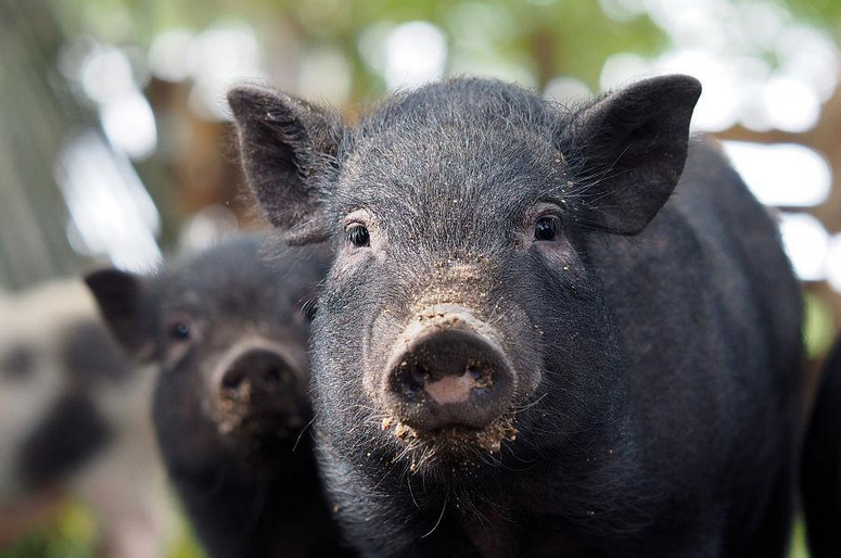 速来看看，越南大肚猪能长多大吧？