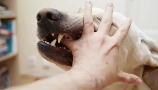 为什么狗咬完人会死掉？本文告诉你！