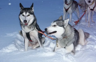 人们喜爱的哈士奇是什么颜色？来了解一下吧！