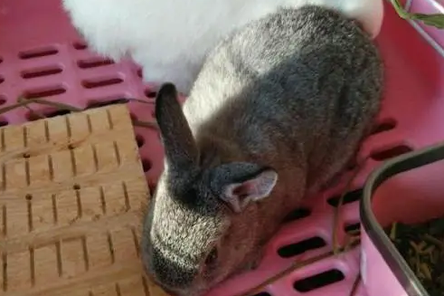 想了解宠物兔金吉拉价格吗？看这里